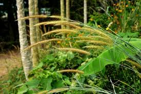 Attēlu rezultāti vaicājumam “Gramineae”