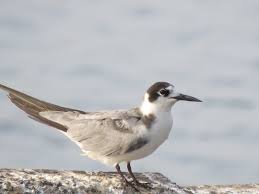 Attēlu rezultāti vaicājumam “Chlidonias niger”