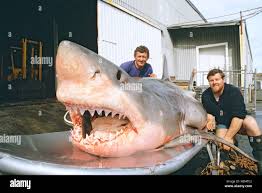 Image result for Carcharodon carcharias