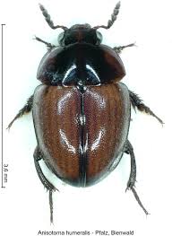 Attēlu rezultāti vaicājumam “Anisotoma humeralis”