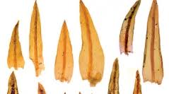 Attēlu rezultāti vaicājumam “Didymodon tophaceus”