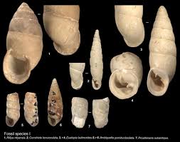 Attēlu rezultāti vaicājumam “Clausiliidae”
