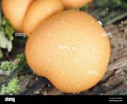 Attēlu rezultāti vaicājumam “Diderma effusum young”