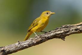 Image result for Piranga rubra