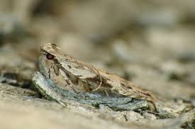 Attēlu rezultāti vaicājumam “Hypatima rhomboidella”