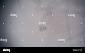 Attēlu rezultāti vaicājumam “Byssocorticium atrovirens”