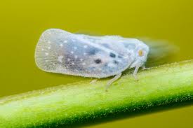 Attēlu rezultāti vaicājumam “Planaphrodes sp.”