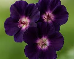 Image result for Geranium `Purple Haze`