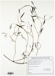 Attēlu rezultāti vaicājumam “Batrachium circinatum leaf”