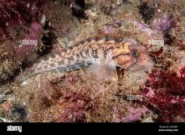 Image result for Zoarces americanus