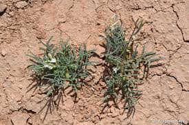 Attēlu rezultāti vaicājumam “Astragalus arenarius leaf”