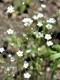 Attēlu rezultāti vaicājumam “Androsace septentrionalis”