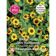 Image result for Sanvitalia procumbens