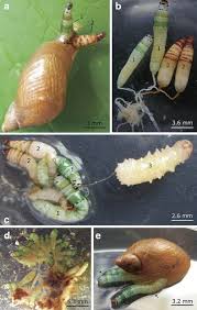 Attēlu rezultāti vaicājumam “Leucochloridium paradoxum”