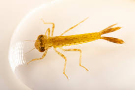 Attēlu rezultāti vaicājumam “Coenagrionidae”