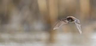 Attēlu rezultāti vaicājumam “Myotis daubentonii”