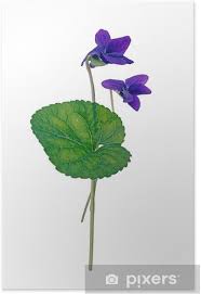 Attēlu rezultāti vaicājumam “Viola riviniana”