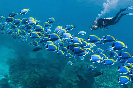 Image result for Deep Blue Diving