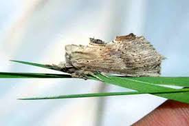 Attēlu rezultāti vaicājumam “Pterostoma palpina”