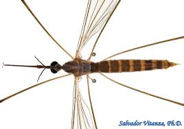 Attēlu rezultāti vaicājumam “Limoniidae”