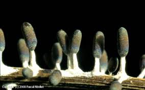 Attēlu rezultāti vaicājumam “Diachea leucopodia”