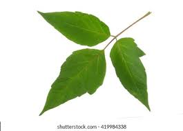 Attēlu rezultāti vaicājumam “Acer negundo leaf”