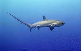 Image result for Alopias pelagicus