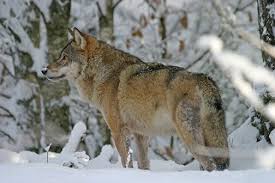 Attēlu rezultāti vaicājumam “Canis lupus”