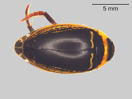 Attēlu rezultāti vaicājumam “Hydaticus transversalis”