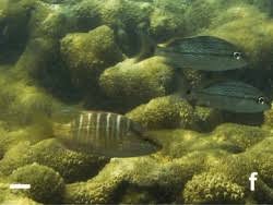 Image result for Lutjanus alexandrei