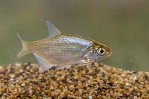 Image result for Blicca bjoerkna