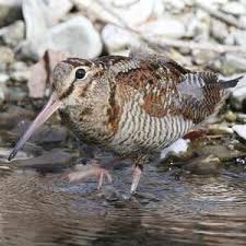Attēlu rezultāti vaicājumam “Scolopax rusticola juvenile”