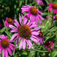 Image result for Echinacea angustifolia