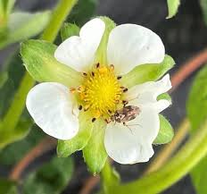 Attēlu rezultāti vaicājumam “Lygus nymph nymph”