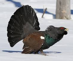 Attēlu rezultāti vaicājumam “Tetrao urogallus male”
