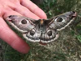 Attēlu rezultāti vaicājumam “Saturnia pavonia”