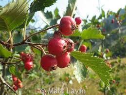 Attēlu rezultāti vaicājumam “Crataegus chrysocarpa”