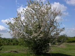 Attēlu rezultāti vaicājumam “Malus”