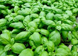 Image result for Ocimum basilicum