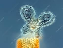 Attēlu rezultāti vaicājumam “Reticularia sp.”