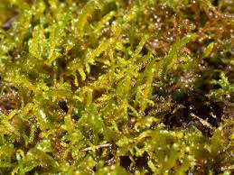 Attēlu rezultāti vaicājumam “Drepanocladus trifarius”