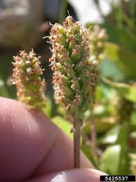 Attēlu rezultāti vaicājumam “Plantago major flower”