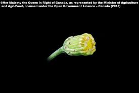 Attēlu rezultāti vaicājumam “Senecio vernalis bud”