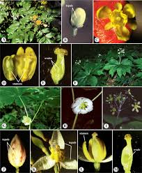 Attēlu rezultāti vaicājumam “Ranunculus lanuginosus bud”