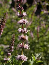 Attēlu rezultāti vaicājumam “Mentha spicata”