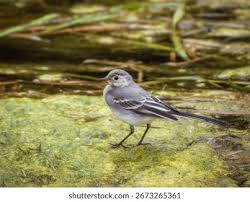 Attēlu rezultāti vaicājumam “Motacilla alba juvenile”