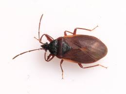 Attēlu rezultāti vaicājumam “Gastrodes grossipes”