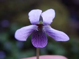 Attēlu rezultāti vaicājumam “Viola palustris”