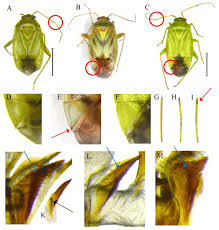Attēlu rezultāti vaicājumam “Miridae”