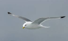 Attēlu rezultāti vaicājumam “Rissa tridactyla adult”